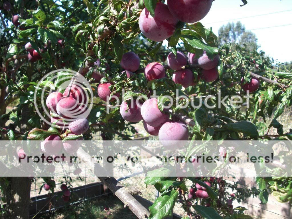 santa rosa plum photo orchardpics001.jpg